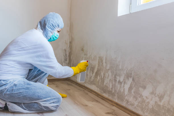 Licensed Mold Testing service in Winterville, NC - WQB Mold Removal